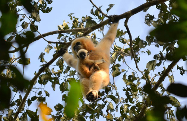 Explore Gibbon Spotting in Veun Sai-Siem Pang National Park