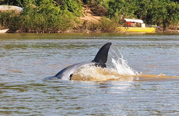 Full Day: Amazing Kratie Lifestyle and Dolphin Watching Tour