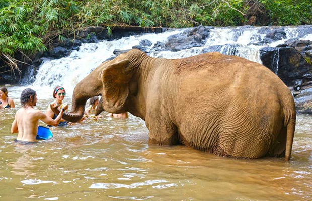 Full-Day: Mondulkiri Eco-friendly Elephant Experience Tour