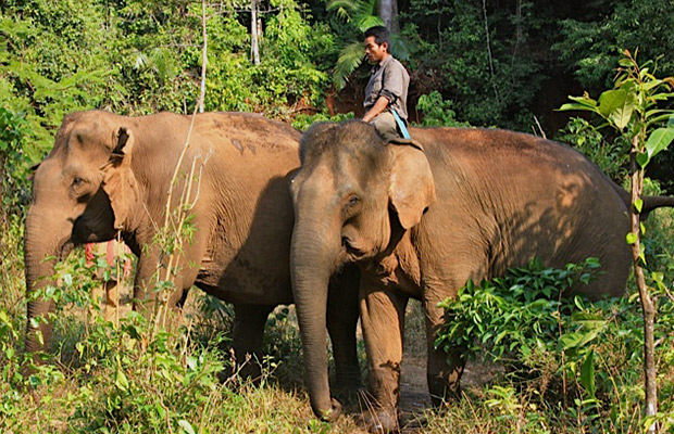 Full-Day: Mondulkiri Eco-friendly Elephant Experience Tour