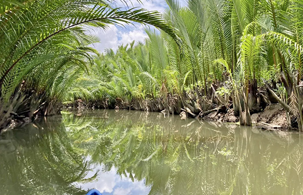 Half-Day Kayak Guided Tour to the Green Mangroves Forest