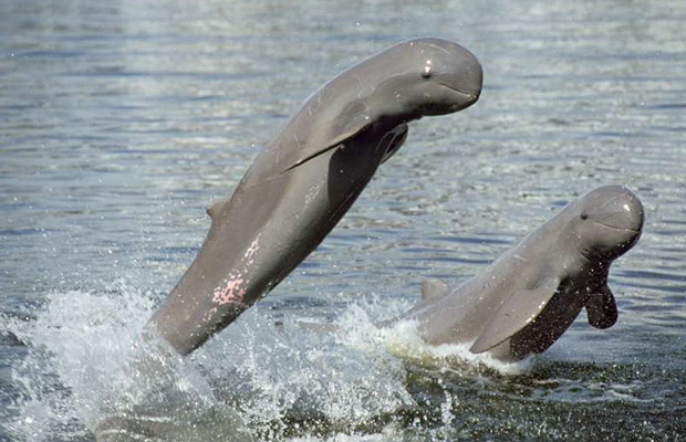 Kratie: Kayak Adventure with Dolphin Watching Tour