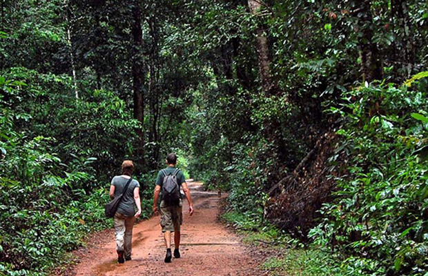 Mondulkiri Gibbon Trekking + Elephant Forest Tour