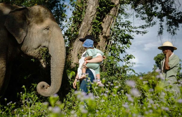Kulen Elephant Forest Siem Reap